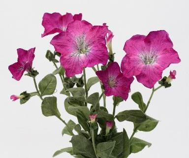 Петуния малиновая