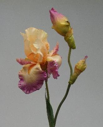 Ирис кремовый