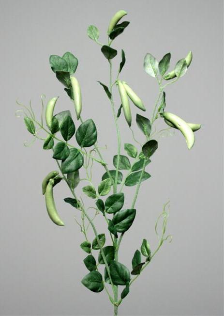 Ветка гороха со стручками