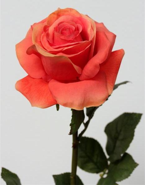 Роза оранжевая