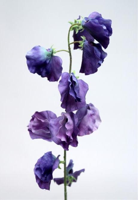 Горошек душистый пурпурный