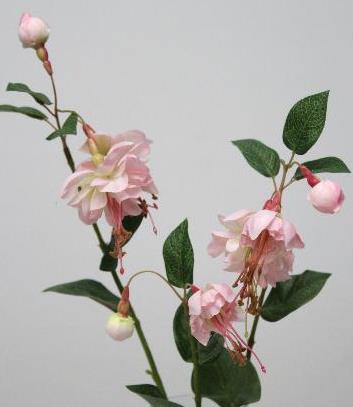 Фуксия кремовая