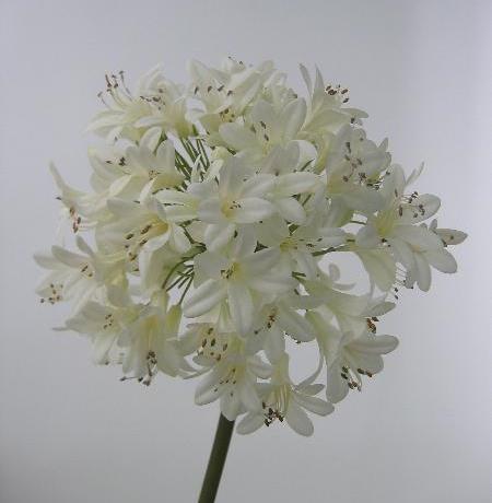 Агапантус белый