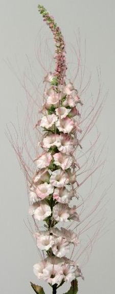 Кошачья лапка розовая