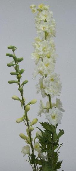 Дельфиниум белый