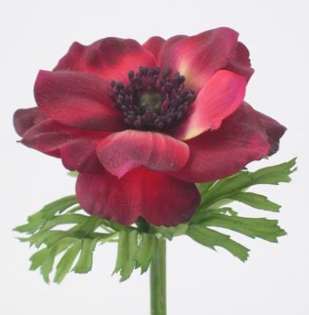 Анемон бордовый