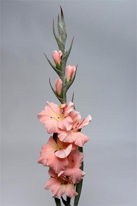 Гладиолус розовый