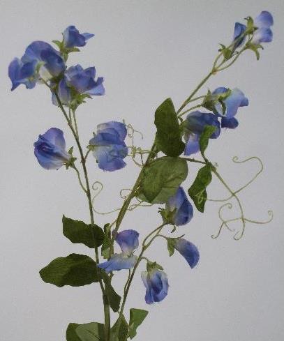 Душистый горошек лавандовый