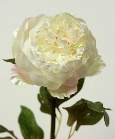 Пион кремовый