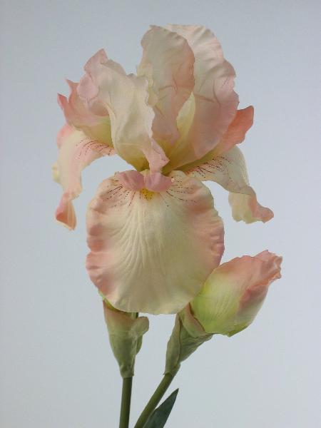 Ирис светло-розовый