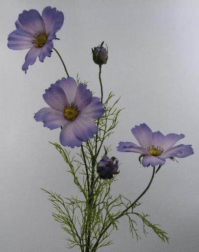 Космея лавандовая