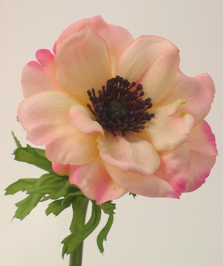 Анемон персиковый