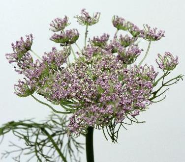 Королева Анна фиолетовая