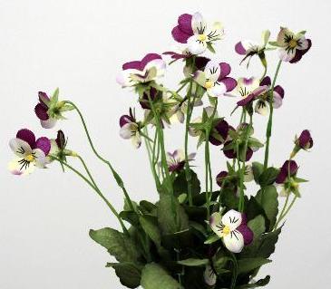 Анютины глазки сиреневые с белым