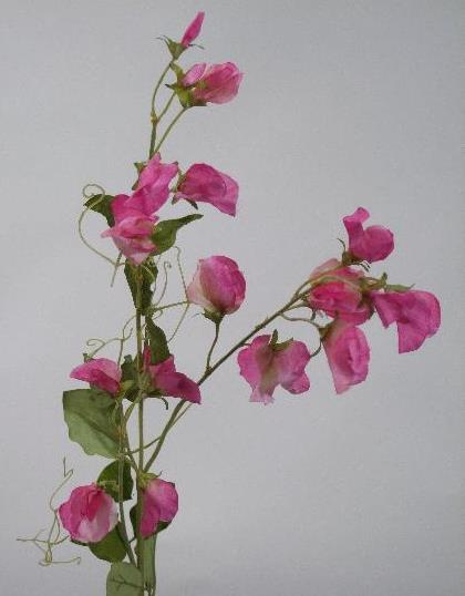 Душистый горошек розовый