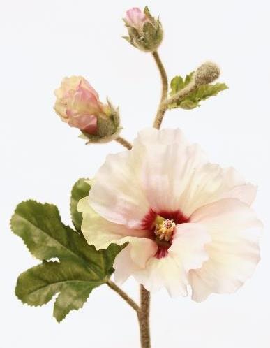 Холлихок кремовый