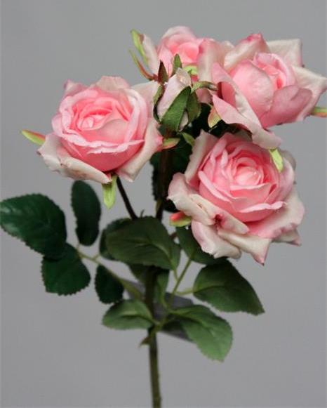 Роза кустовая