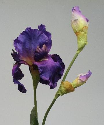 Ирис фиолетовый
