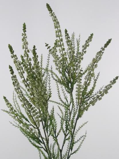 Золотарник