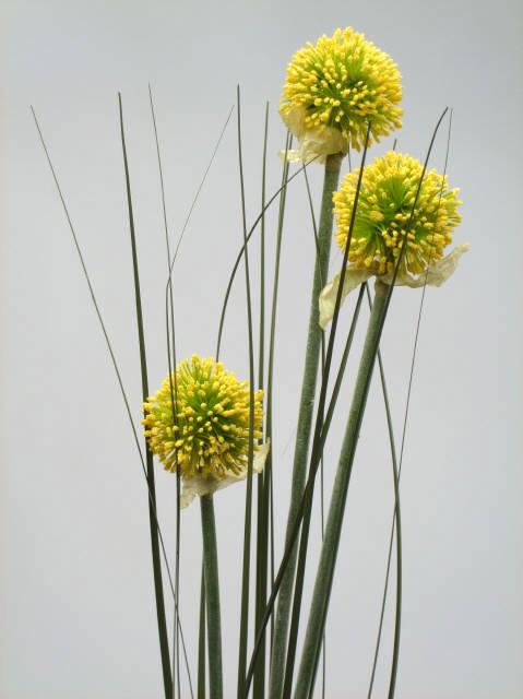 Лук декоративный желтый