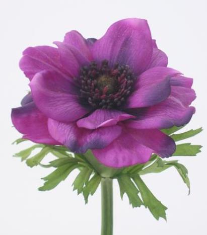 Анемон фиолетовый