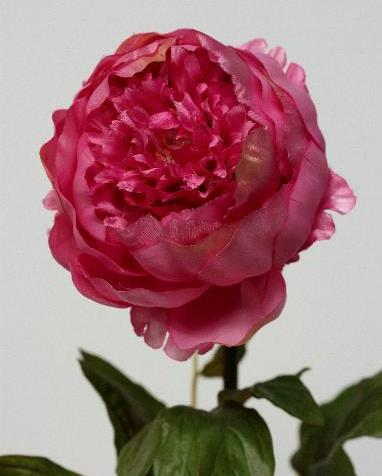 Пион красный