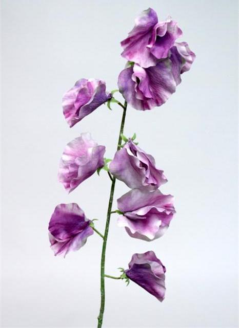 Горошек душистый лавандовый