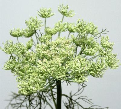 Королева Анна зеленая