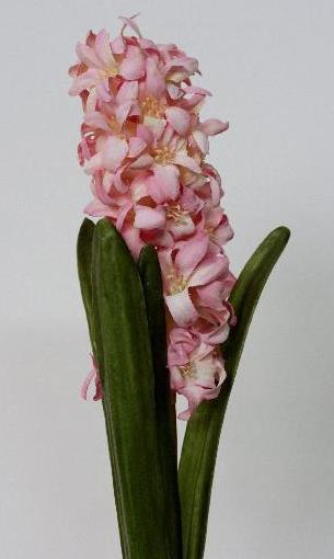 Гиацинт розовый