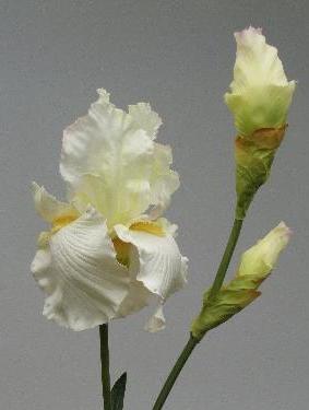 Ирис белый