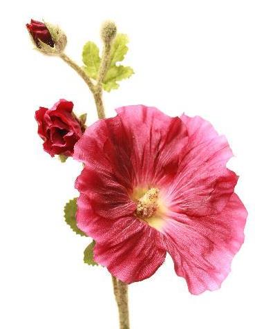 Холлихок фиолетовый