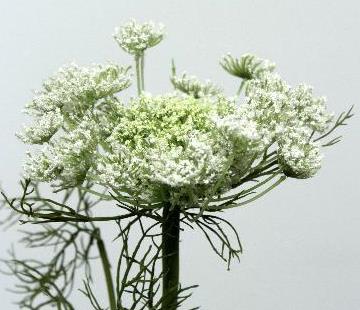 Королева Анна кремовая