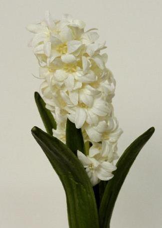 Гиацинт белый
