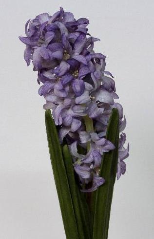 Гиацинт лавандовый