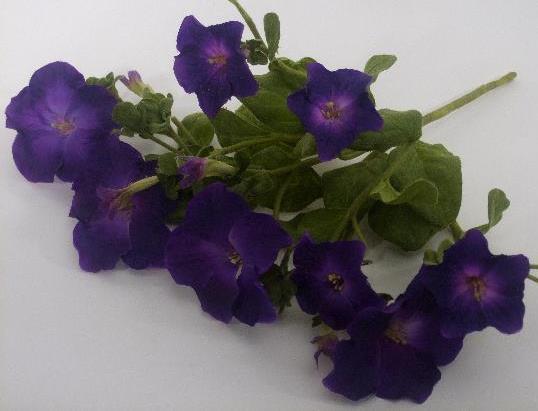 Петуния фиолетовая
