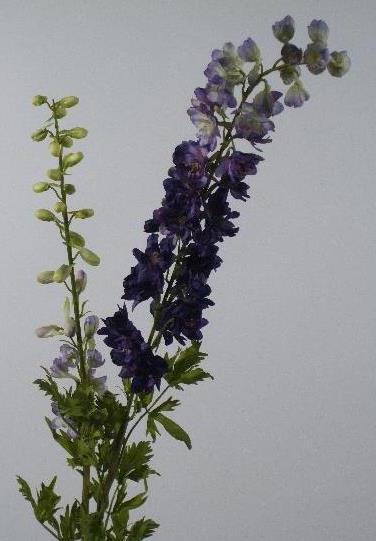 Дельфиниум фиолетовый