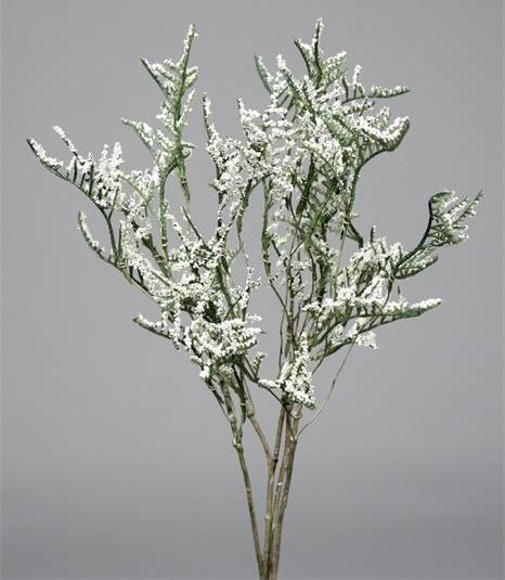 Каспия белая