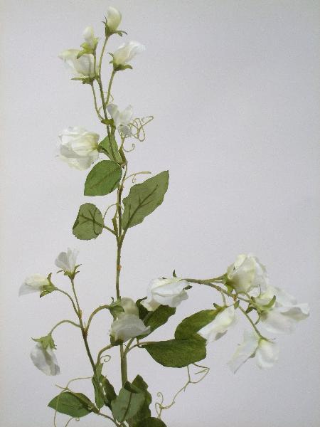 Душистый горошек белый