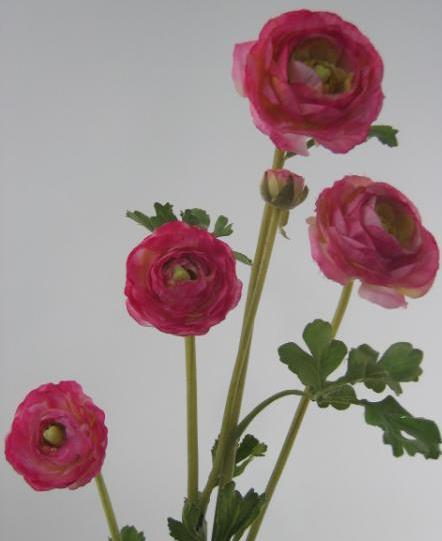 Лютик темно-розовый