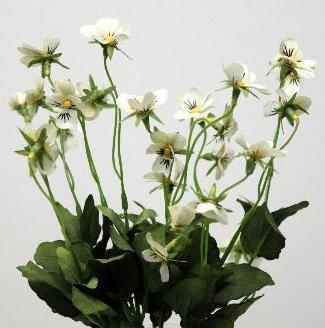 Анютины глазки кремовые