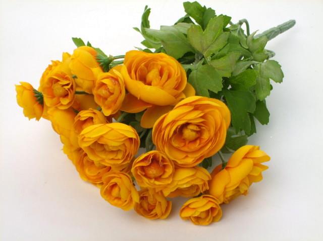 Лютик кустовой