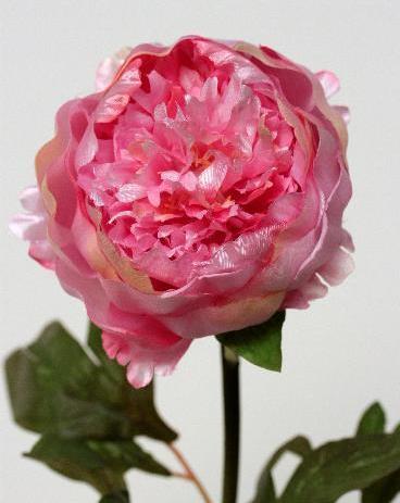 Пион розовый