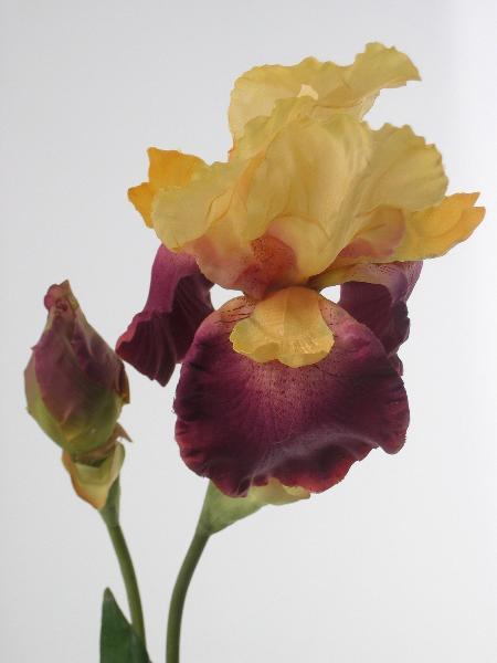 Ирис фиолетово-желтый