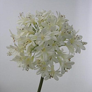 Агапантус белый