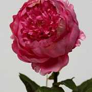 Пион красный