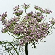 Королева Анна фиолетовая