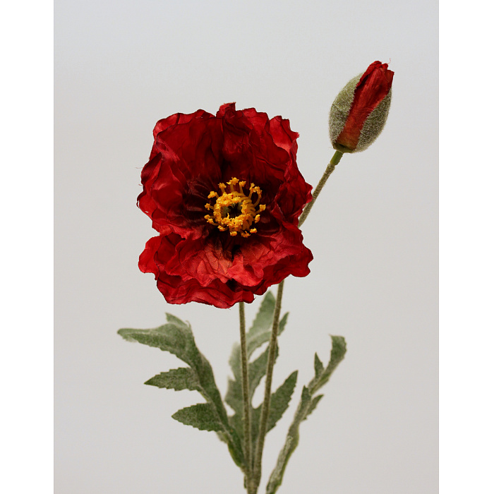 Мак красный