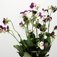 Анютины глазки сиреневые с белым