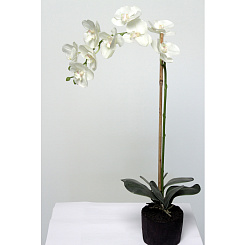 Фаленопсис белый