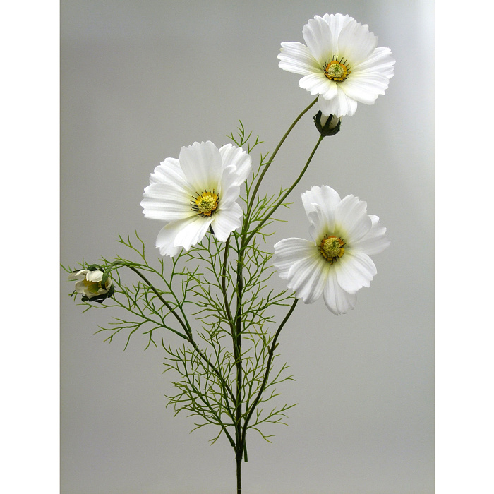 Космея белая